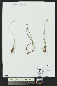 Juncus ensifolius var. montanus image