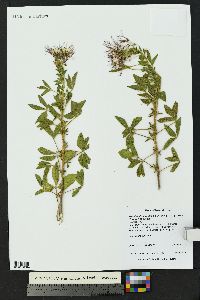 Polanisia dodecandra subsp. trachysperma image