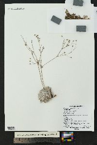 Eriogonum havardii image
