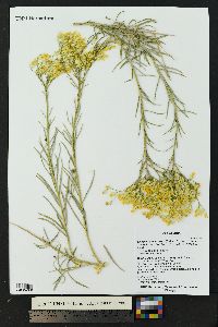 Ericameria nauseosa var. hololeuca image