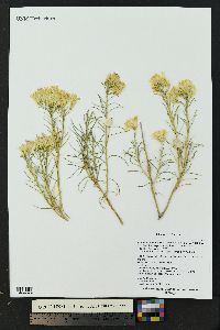 Ericameria nauseosa subsp. ammophila image