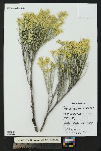 Ericameria nauseosa var. bigelovii image