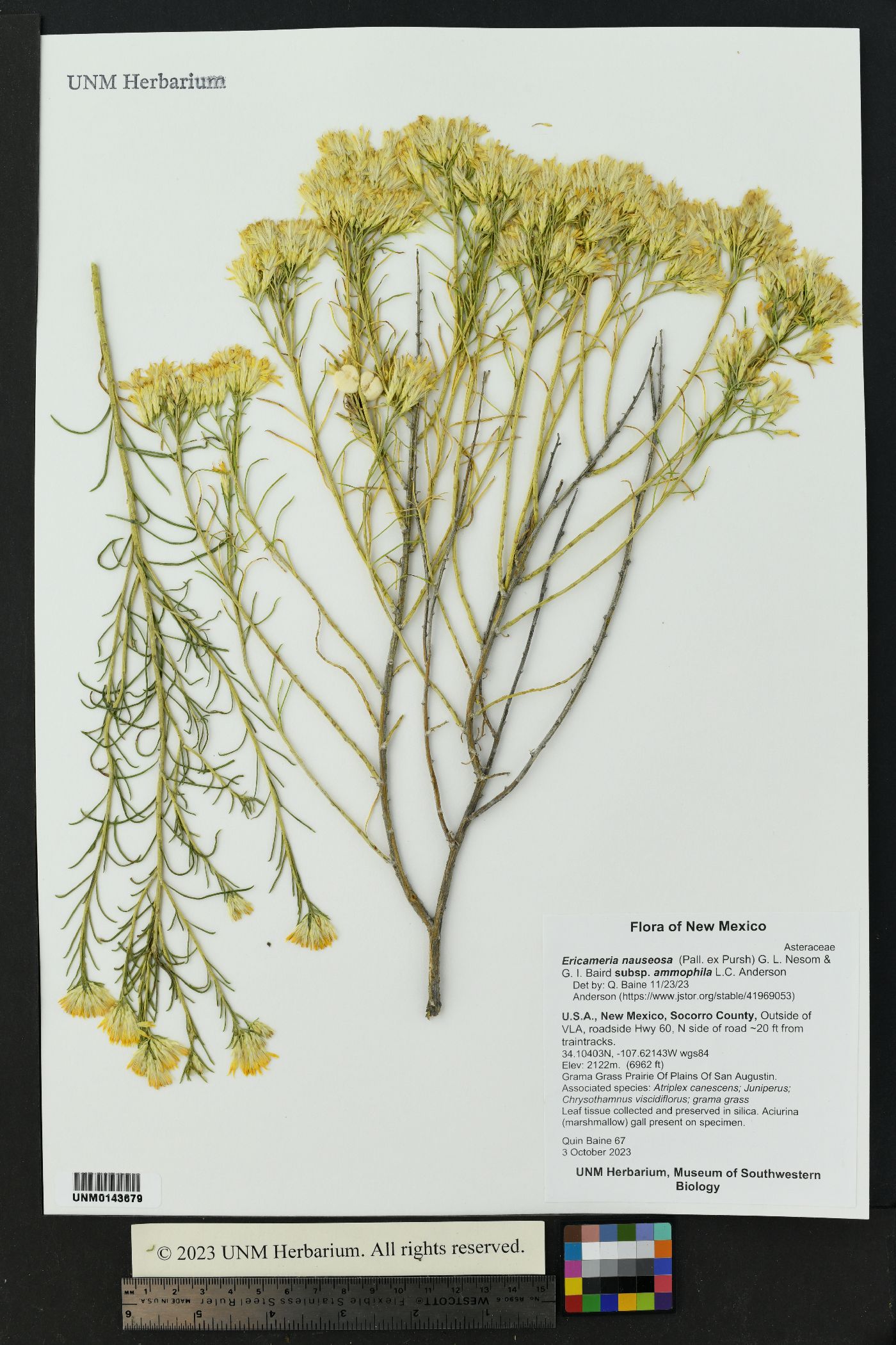 Ericameria nauseosa subsp. ammophila image