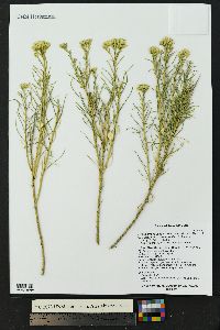 Ericameria nauseosa subsp. ammophila image