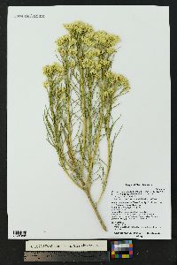 Ericameria nauseosa subsp. ammophila image