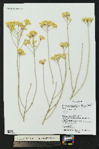 Ericameria nauseosa var. juncea image