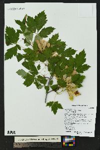 Acer glabrum image