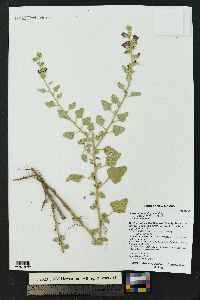 Sphaeralcea ambigua image