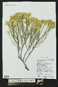 Ericameria nauseosa var. graveolens image