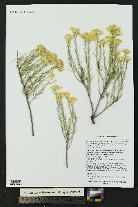 Ericameria nauseosa var. graveolens image