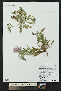 Oenothera albicaulis image