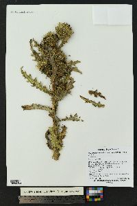 Cirsium scariosum var. coloradense image