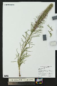 Liatris punctata image