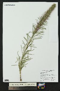 Liatris punctata image