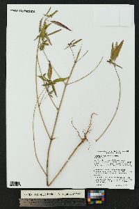 Euphorbia cyathophora image