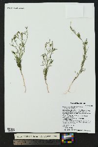 Ipomopsis laxiflora image