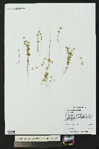 Drymaria glandulosa image