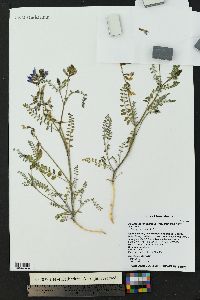 Astragalus lentiginosus var. diphysus image