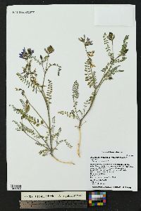 Astragalus lentiginosus var. diphysus image