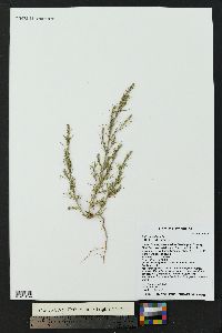 Salsola collina image