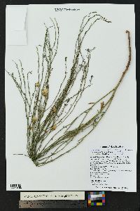 Baccharis wrightii image