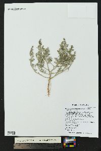 Chenopodium incanum image