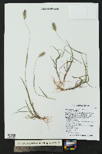 Setaria pumila image