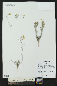 Physaria rectipes image