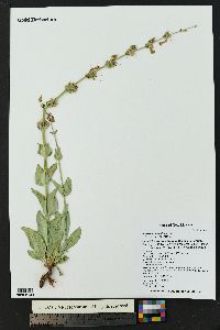 Penstemon albidus image