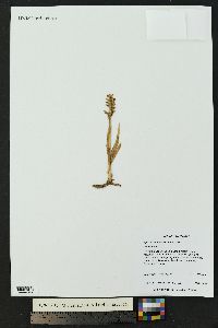 Spiranthes romanzoffiana image