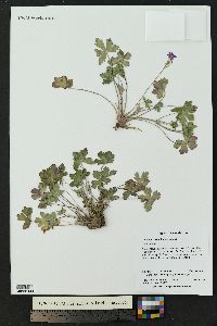 Geranium caespitosum image