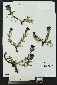 Gentiana parryi image