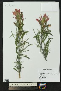 Castilleja integra image