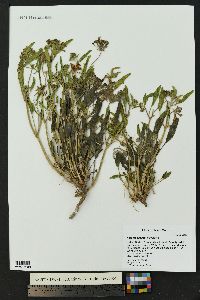 Abronia angustifolia image