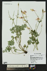 Aquilegia desertorum image