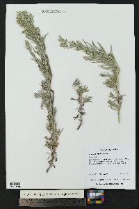 Artemisia ludoviciana subsp. ludoviciana image