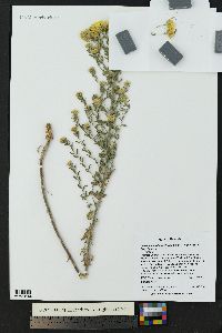 Heterotheca villosa var. nana image