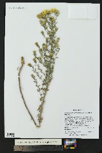 Heterotheca villosa var. nana image