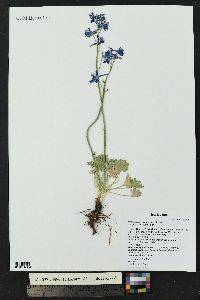 Delphinium scaposum image