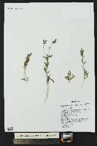 Mentzelia albicaulis image