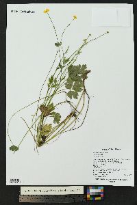 Ranunculus repens image