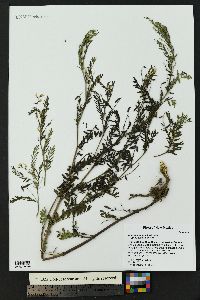 Astragalus multiflorus image