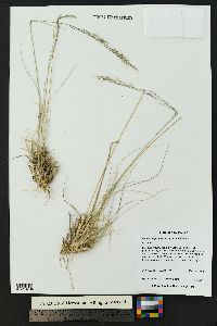 Muhlenbergia montana image