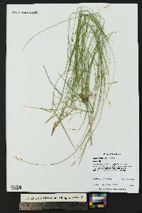 Carex occidentalis image