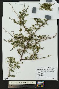 Mimosa aculeaticarpa var. biuncifera image