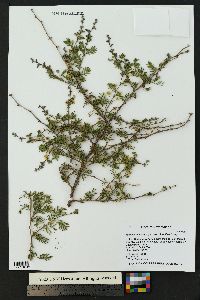 Mimosa aculeaticarpa var. biuncifera image