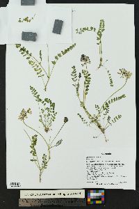 Astragalus alpinus image