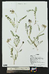 Astragalus alpinus image