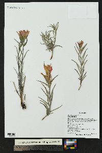 Castilleja integra image