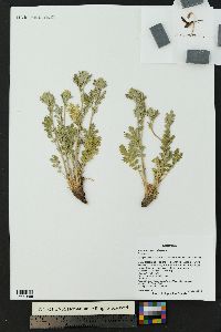 Potentilla pensylvanica image